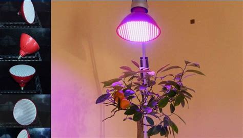 klarar sig växter med lampor